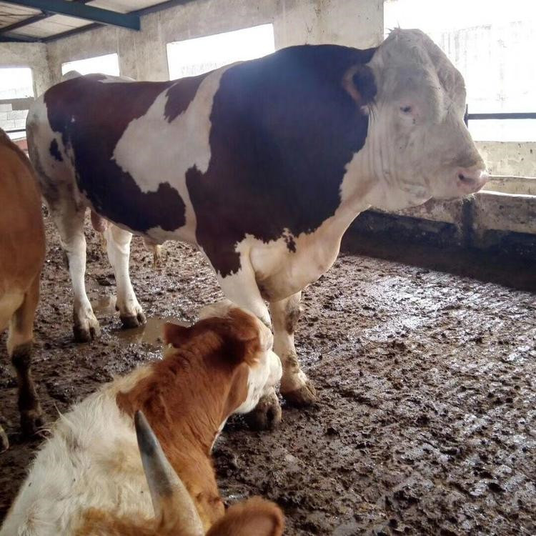 種公牛的（de）飼養管理